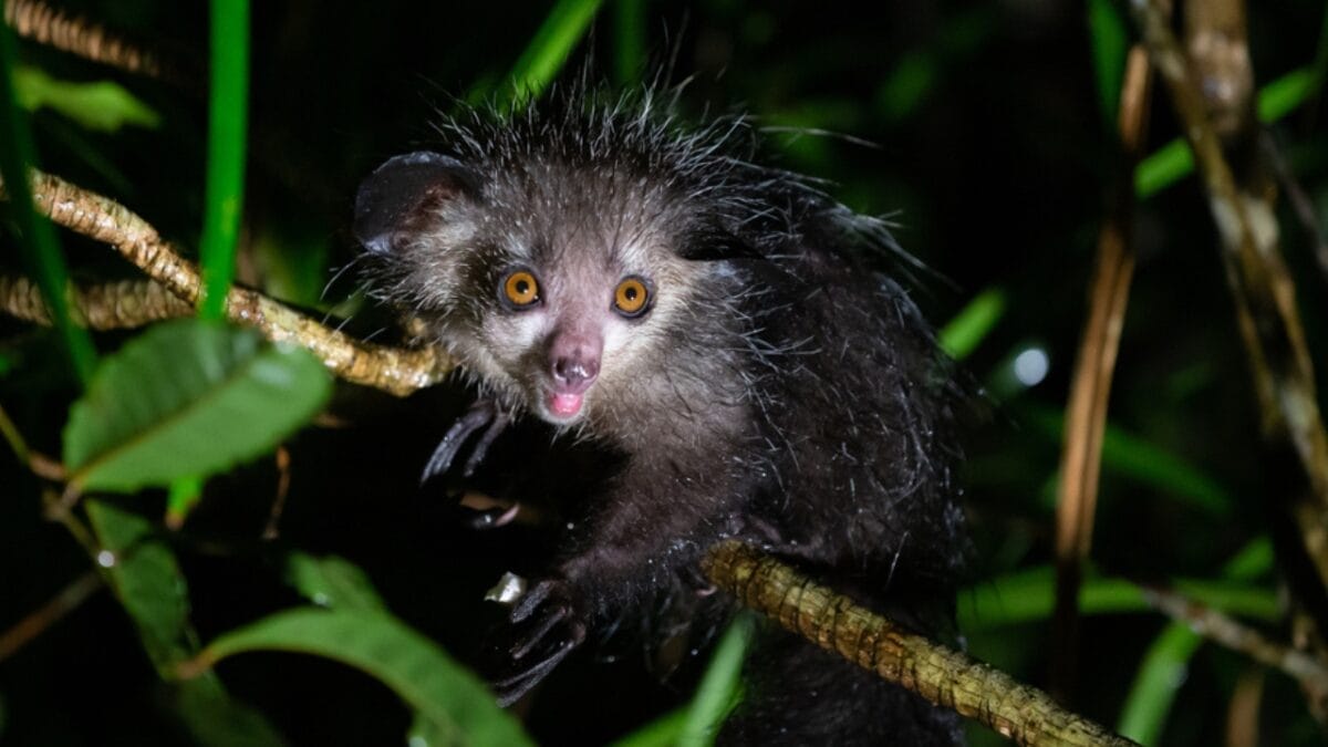 15 Rare Animal Species You’ll Rarely See as They Face Extinction in the Wild - aye aye ss1704414760