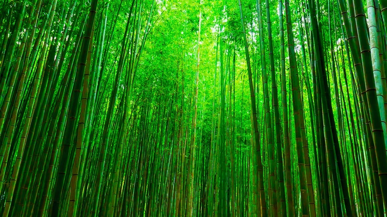 Say Hello to the Tallest Grass in the World 2 Say Hello to the Tallest Grass in the World - bamboo ss1357135139