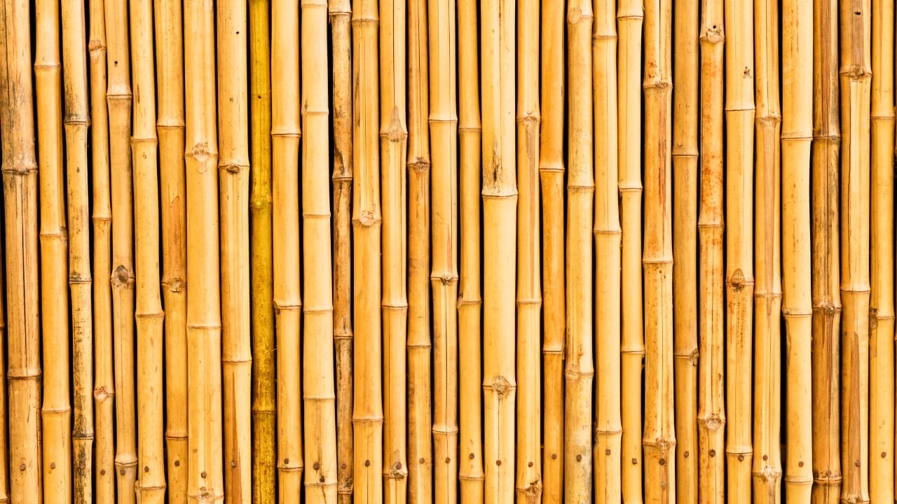 Say Hello to the Tallest Grass in the World 5 Say Hello to the Tallest Grass in the World - bamboo ss144652832