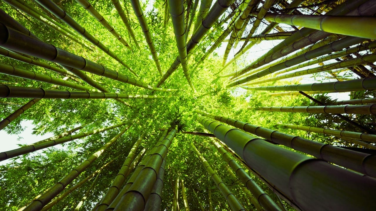 Say Hello to the Tallest Grass in the World 3 Say Hello to the Tallest Grass in the World - bamboo ss341937893
