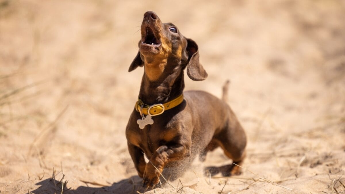 10 Reasons to Think Twice Before Getting a Miniature Dachshund 6 10 Reasons to Think Twice Before Getting a Miniature Dachshund - barking ss2164164451