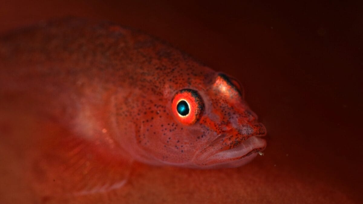 10 Creepy Deep Sea Creatures You Never Knew Existed 5 10 Creepy Deep Sea Creatures You Never Knew Existed - barrel fish in indonesia ss1163232421