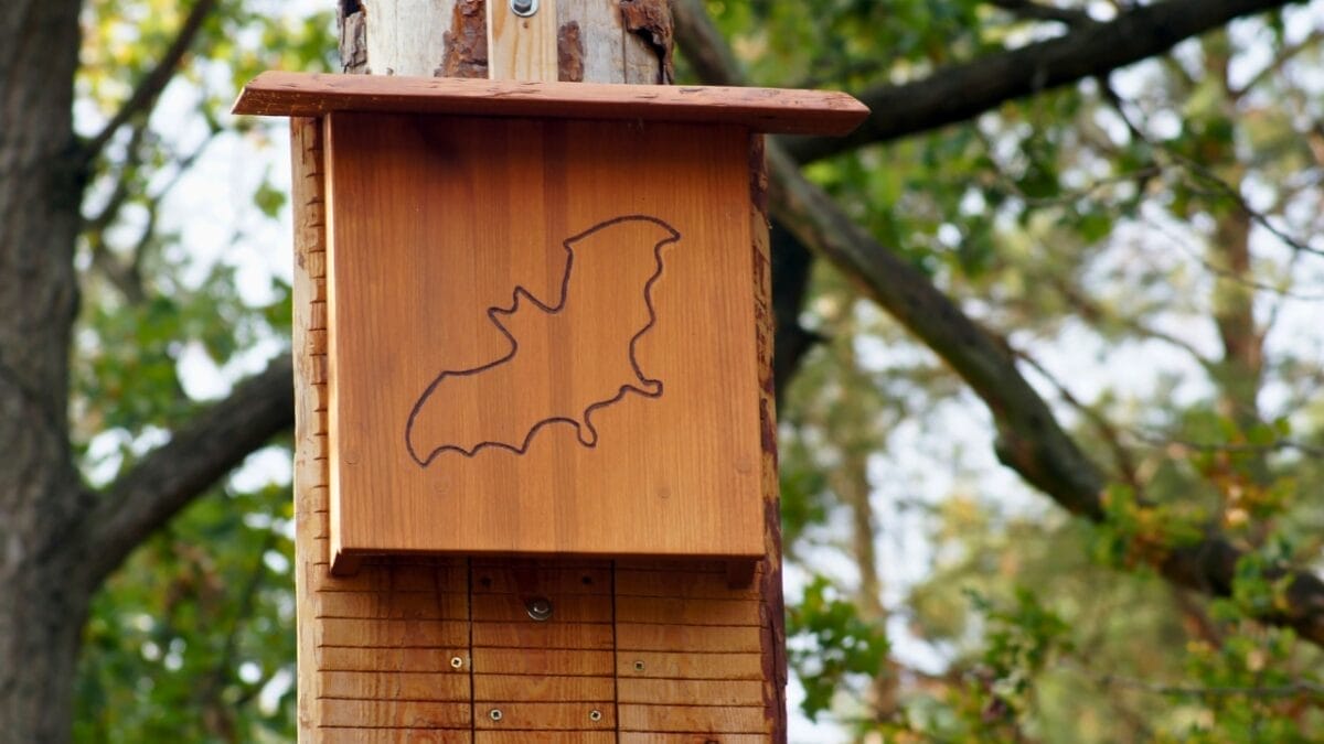 Bat Houses Could Be the Mosquito Solution You Never Knew You Needed, According to Researchers - bat house ss1184986099