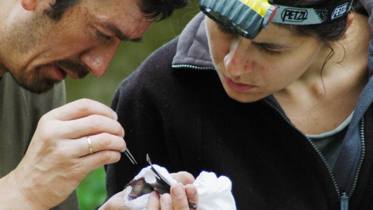 Bat Houses Could Be the Mosquito Solution You Never Knew You Needed, According to Researchers - bat houses ss147259850