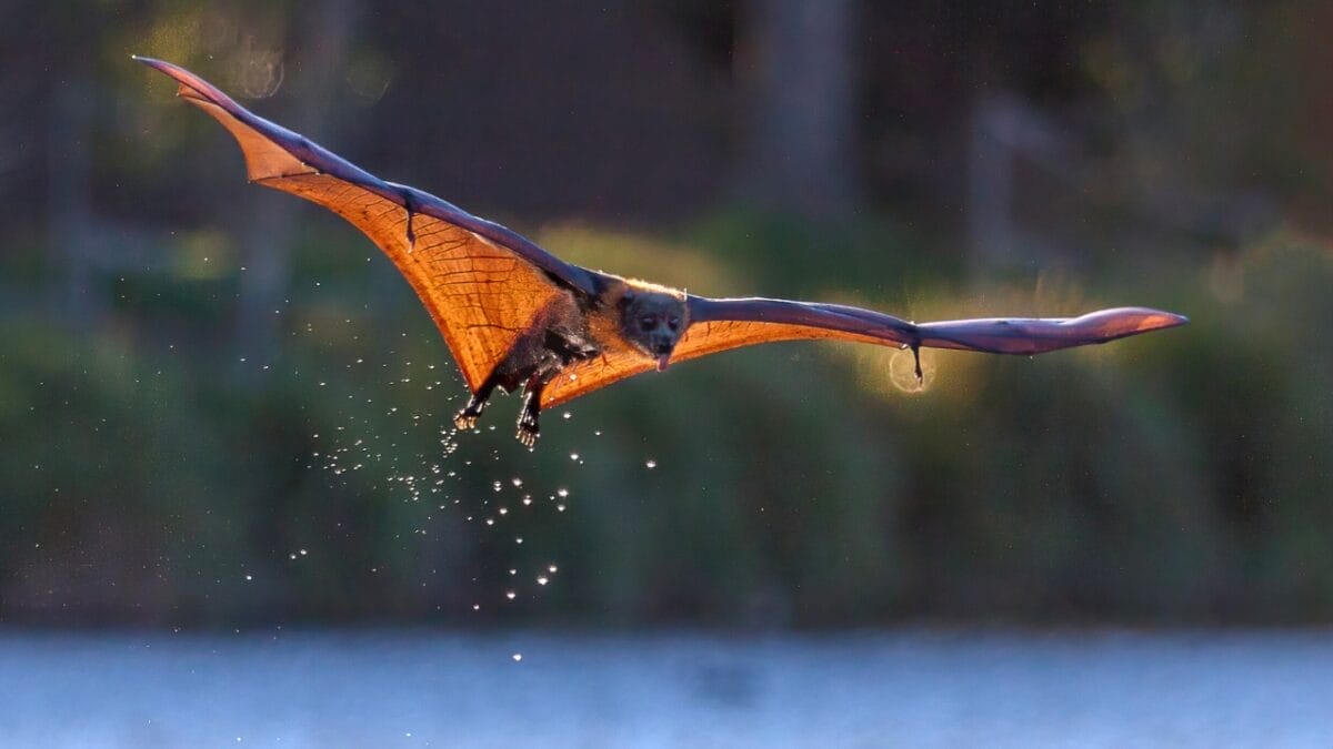 A Virus Could Be the Key to Saving the World's Amphibians from Extinction - bat houses ss2124300734