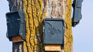 Bat Houses Could Be the Mosquito Solution You Never Knew You Needed, According to Researchers 1 Bat Houses Could Be the Mosquito Solution You Never Knew You Needed, According to Researchers - bat houses ss262501433