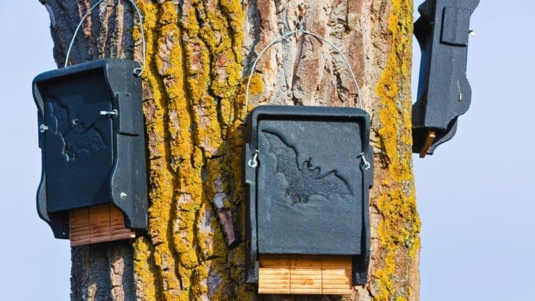 Bat Houses Could Be the Mosquito Solution You Never Knew You Needed, According to Researchers - bat houses ss262501433