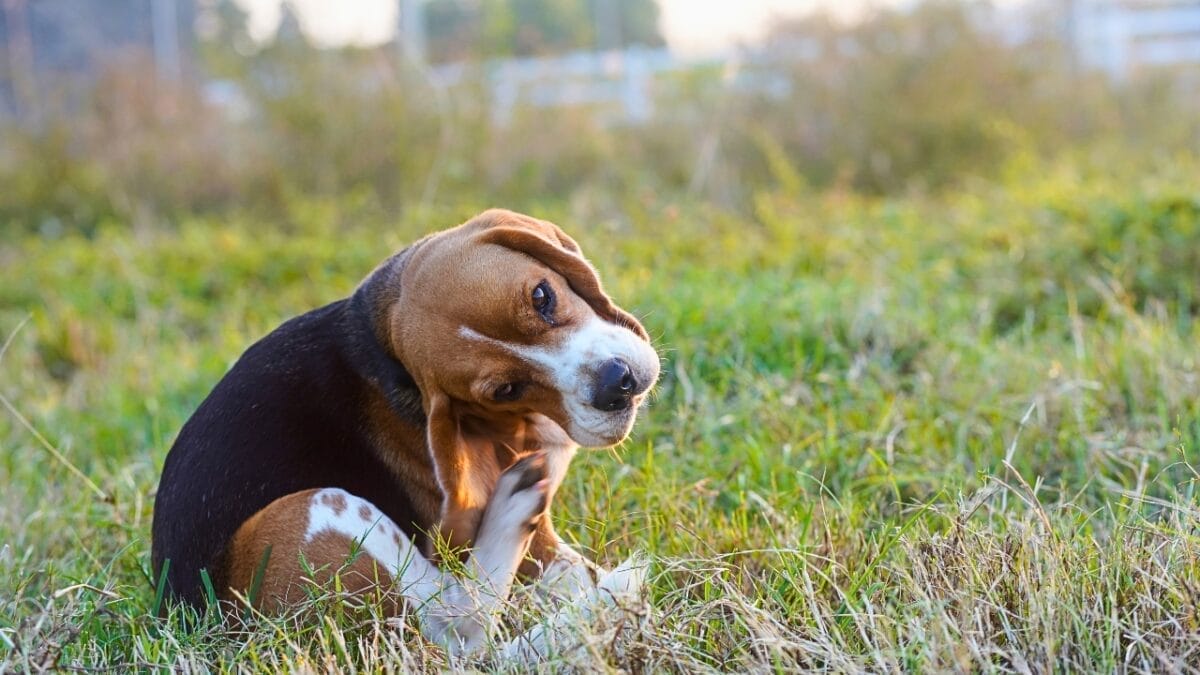 New Study: 10 Dog Breeds Best & Worst at Fighting Ticks - beagle dog scratching its ear ss2353333815