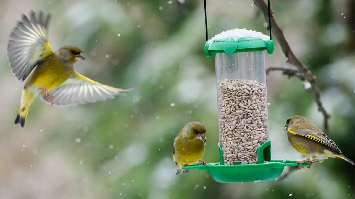 10 Effective Ways to Keep Grackles Away from Your Bird Feeders 3 10 Effective Ways to Keep Grackles Away from Your Bird Feeders - bird feeder ss1255638250