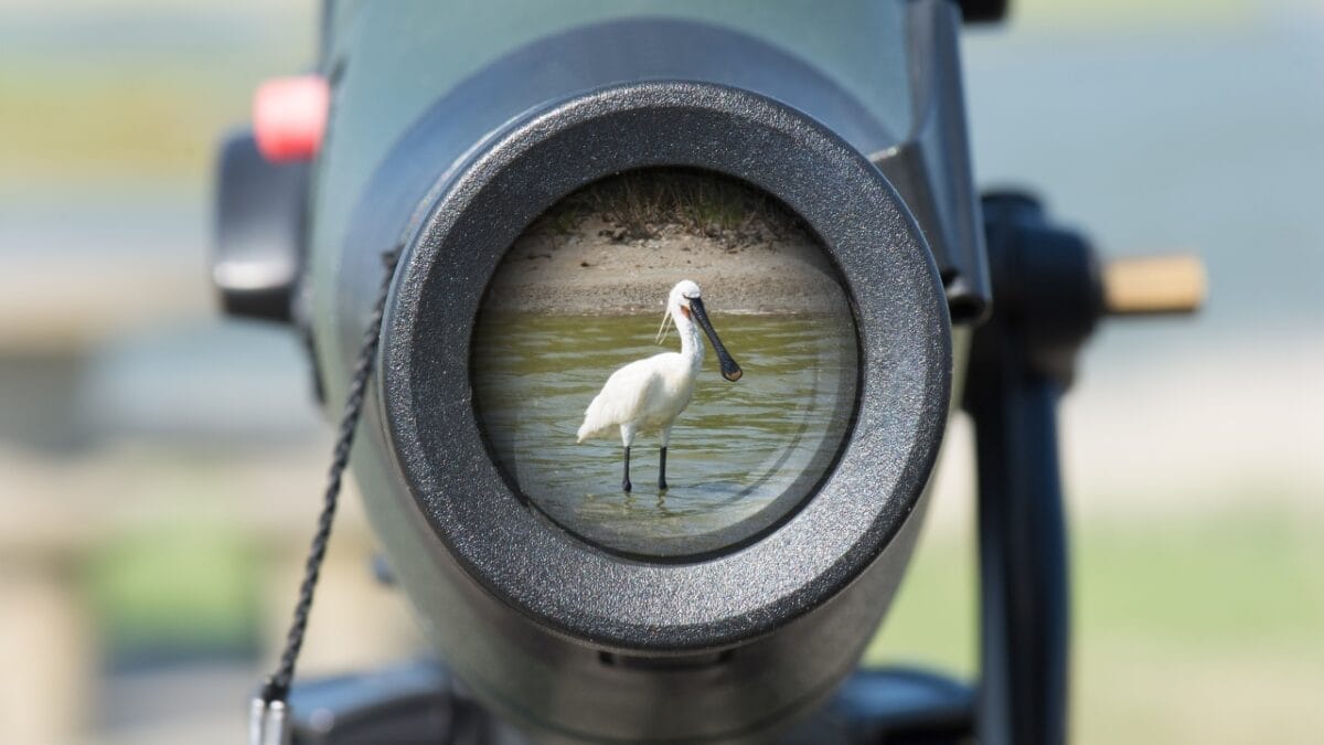 The World's 11 Largest Flying Birds: Majestic, Endangered & Making a Comeback 14 The World's 11 Largest Flying Birds: Majestic, Endangered & Making a Comeback - birdwatching ss1464769892