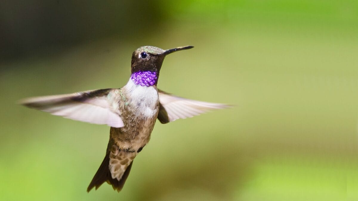 10 U.S. Hummingbirds & Where to Spot Them 3 10 U.S. Hummingbirds & Where to Spot Them - black chinned hummingbird ss1149268202