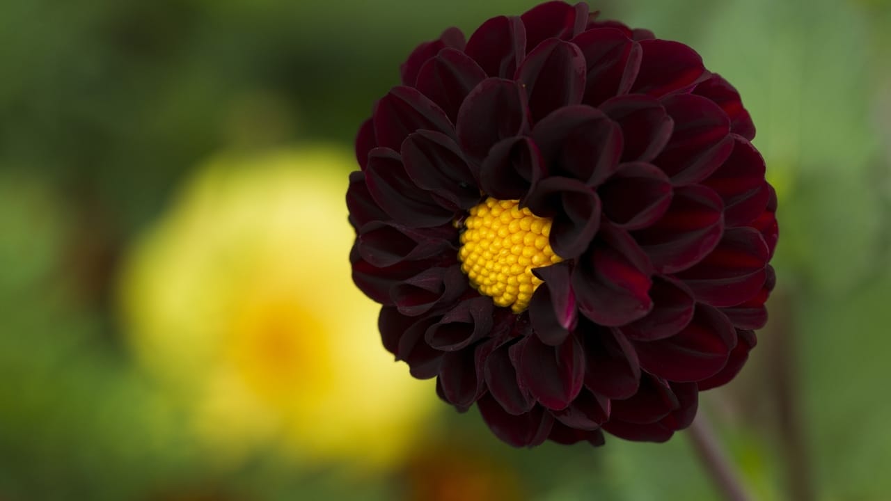 15 Striking Naturally Black Flowers to Add Mystery & Drama 2 15 Striking Naturally Black Flowers to Add Mystery & Drama - black dahlia flower ss388794958