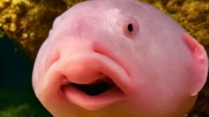 15 Bizarre & Unique Fish from Around the World 1 15 Bizarre & Unique Fish from Around the World - blobfish ss2205677135