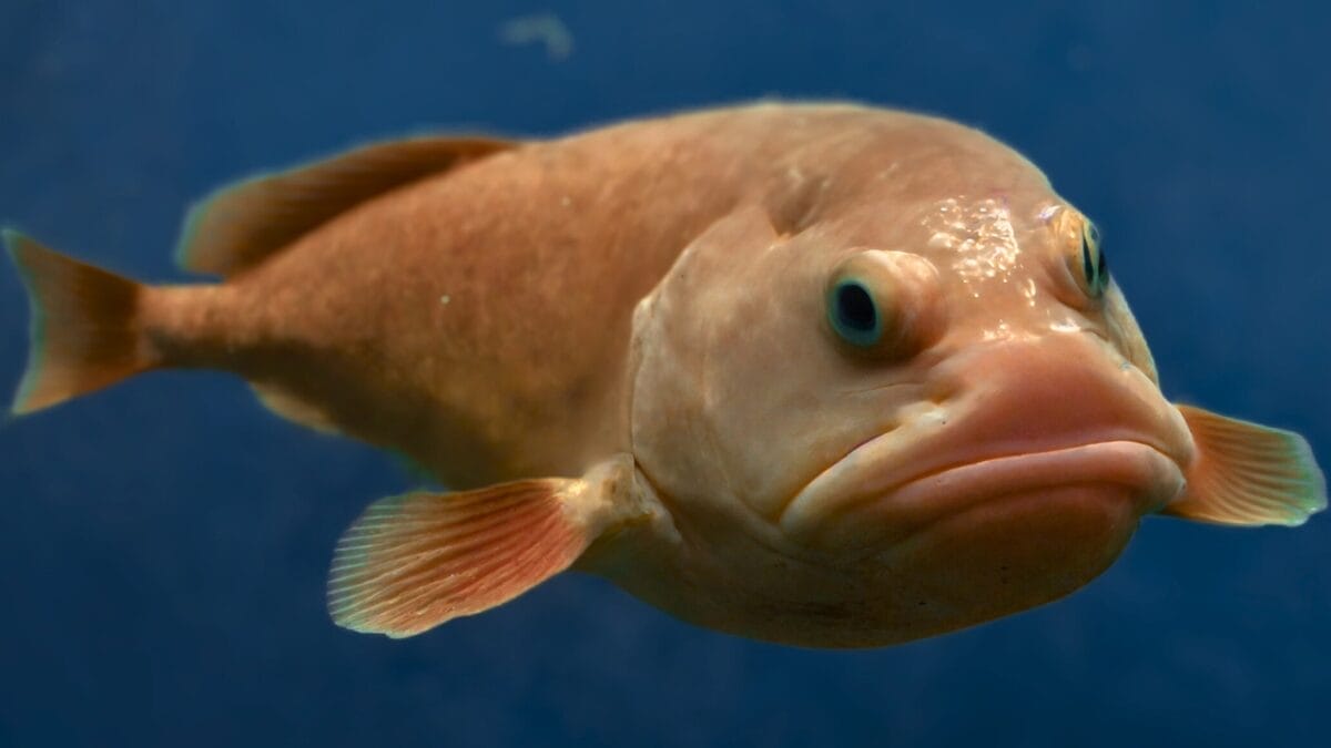 15 Bizarre & Unique Fish from Around the World 2 15 Bizarre & Unique Fish from Around the World - blobfish ss2207606225 2