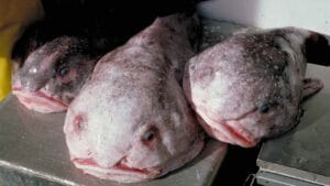Meet the Blobfish: How the World’s 'Ugliest' Animal Earned Its Title 1 Meet the Blobfish: How the World’s 'Ugliest' Animal Earned Its Title - blobfish wiki