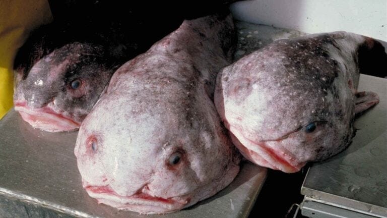 Meet the Blobfish: How the World’s 'Ugliest' Animal Earned Its Title 10 Meet the Blobfish: How the World’s 'Ugliest' Animal Earned Its Title - blobfish wiki