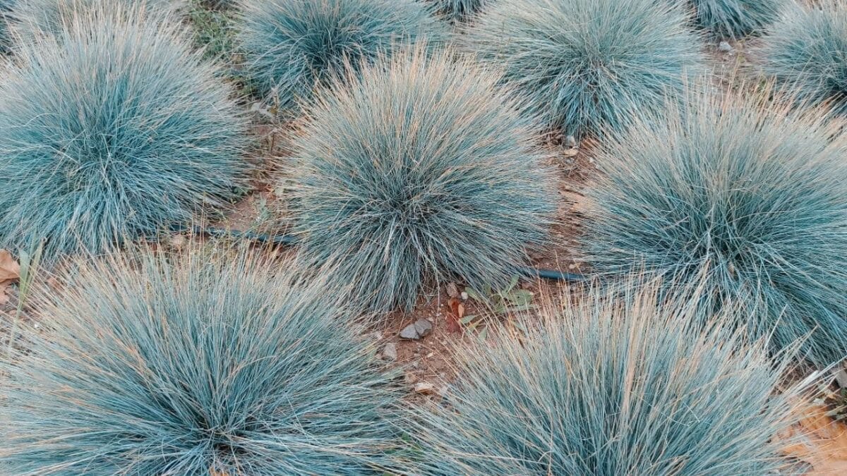 Say Goodbye to Weeds with These 15 Ornamental Grasses 5 Say Goodbye to Weeds with These 15 Ornamental Grasses - blue fescue ss2393266023