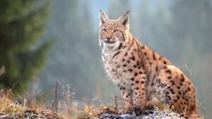 10 States Where Bobcats Are Thriving: Over 200% Increase in U.S. Population 1 10 States Where Bobcats Are Thriving: Over 200% Increase in U.S. Population - bobcat ss1132779164