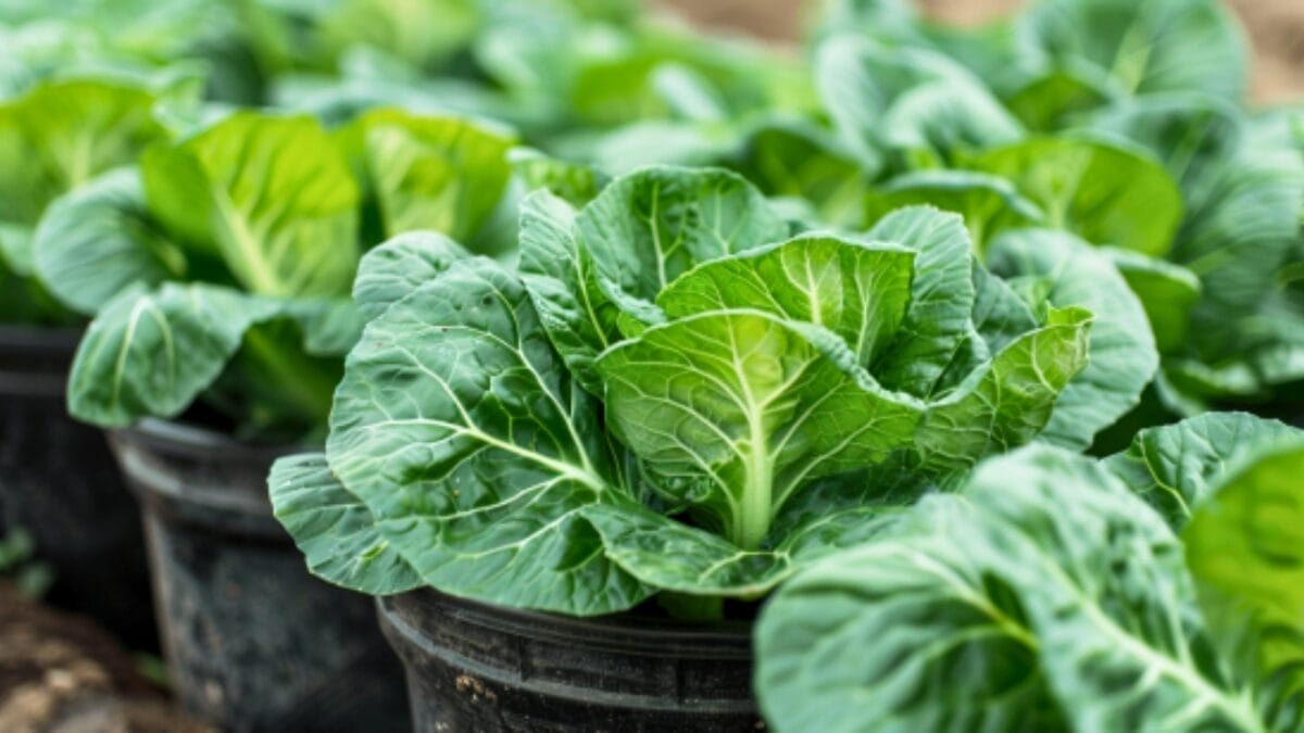 5 Cool-Season Crops to Plant Now in the Midwest & 6 Mistakes to Avoid 4 5 Cool-Season Crops to Plant Now in the Midwest & 6 Mistakes to Avoid - bok choy bucket