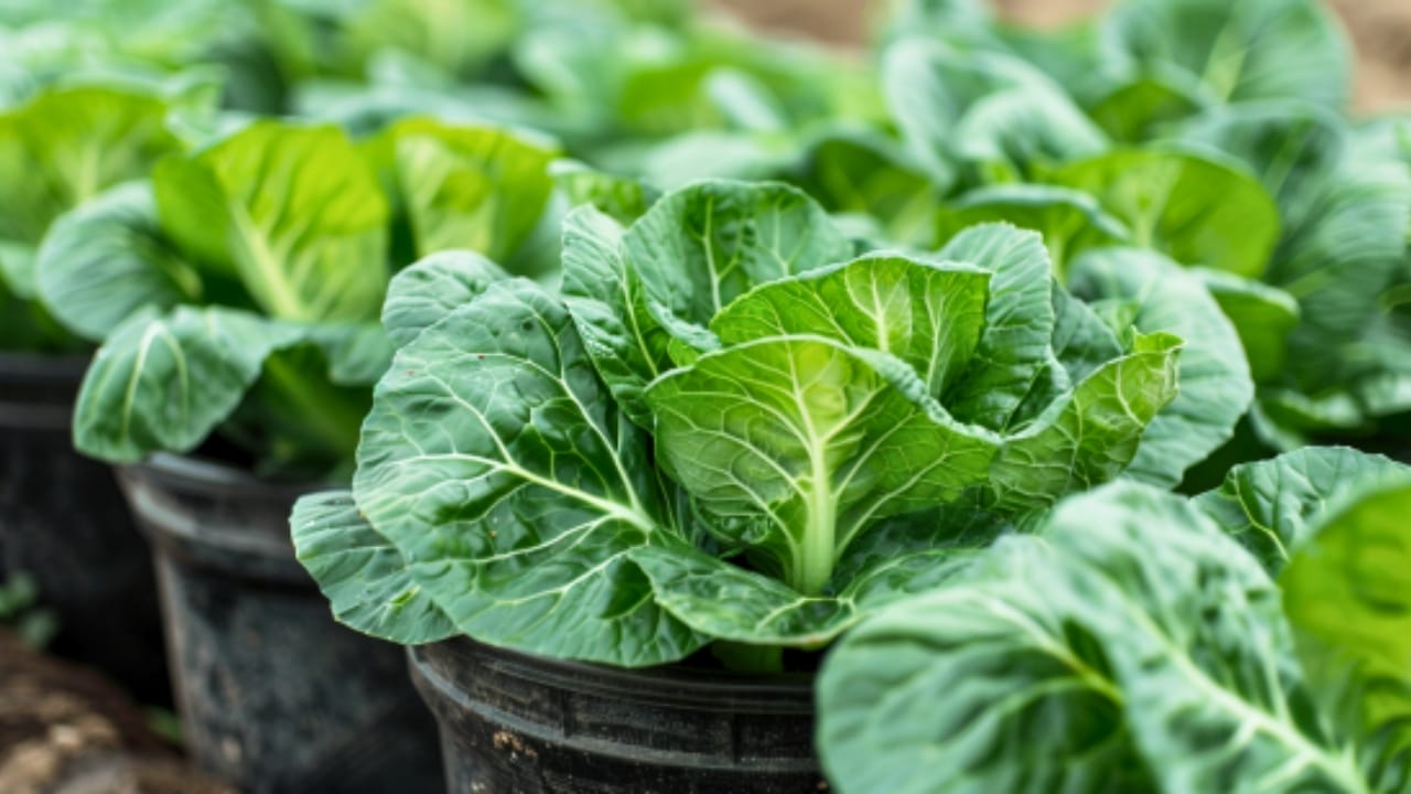 15 Delicious Foods You Can Grow in 5 Gallon Buckets - bok choy bucket