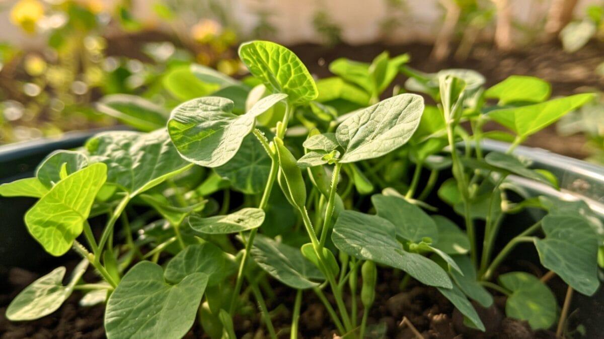 20 Best Vegetables for High-Yield Container Gardening 10 20 Best Vegetables for High-Yield Container Gardening - bush beans bucket