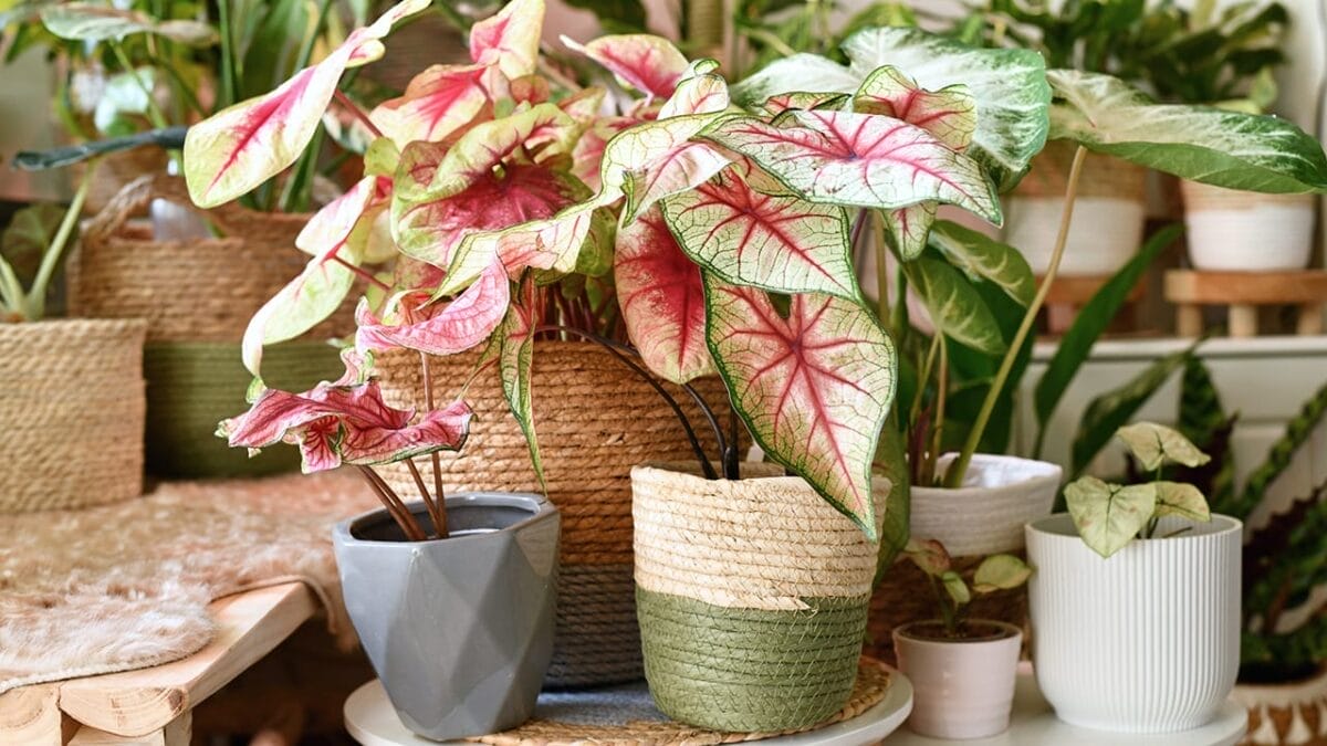 15 Stunning Flowering Bulbs & Tubers for Shady Backyards - caladium ss2029896950