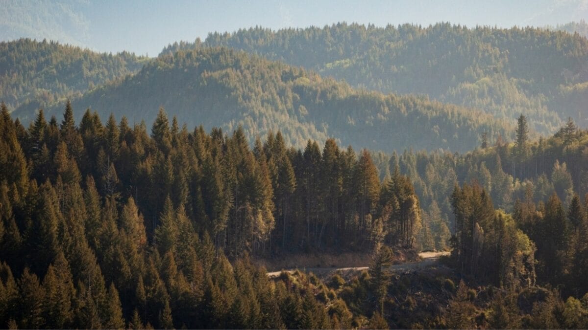 14 States Where Mountain Lions Prowl 2 14 States Where Mountain Lions Prowl - california ss2287568999