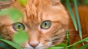 America's Most Wanted: 5 Invasive Species Destroying Ecosystems Across the U.S. 1 America's Most Wanted: 5 Invasive Species Destroying Ecosystems Across the U.S. - cat dp126463954