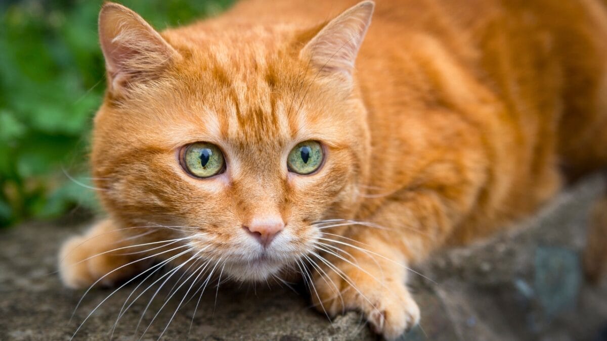 America's Most Wanted: 5 Invasive Species Destroying Ecosystems Across the U.S. 5 America's Most Wanted: 5 Invasive Species Destroying Ecosystems Across the U.S. - cat dp39734865