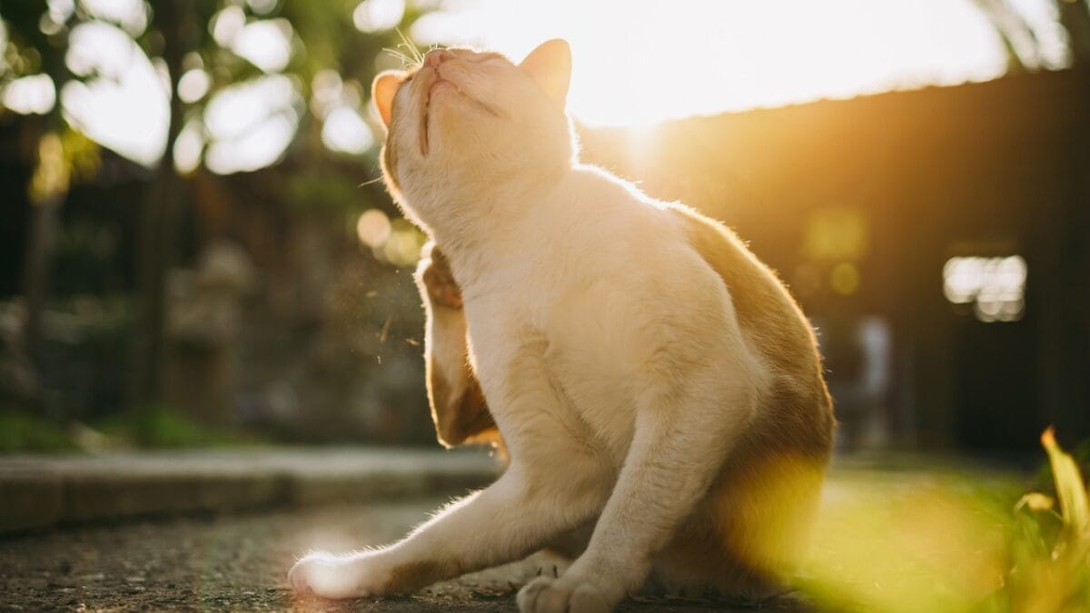 30 Ways to Become Your Cat's Best Friend - cat fleas ss2099656477