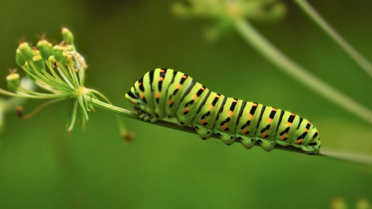 10 Worst Garden Pests & How to Get Rid of Them for Good 5 10 Worst Garden Pests & How to Get Rid of Them for Good - caterpillar ss2269550461