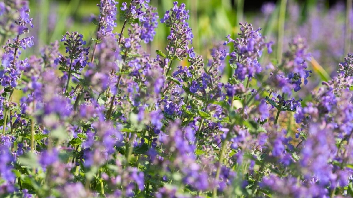 12 Plants That Naturally Repel Fleas: What to Know & Grow - catnip ss1089586592