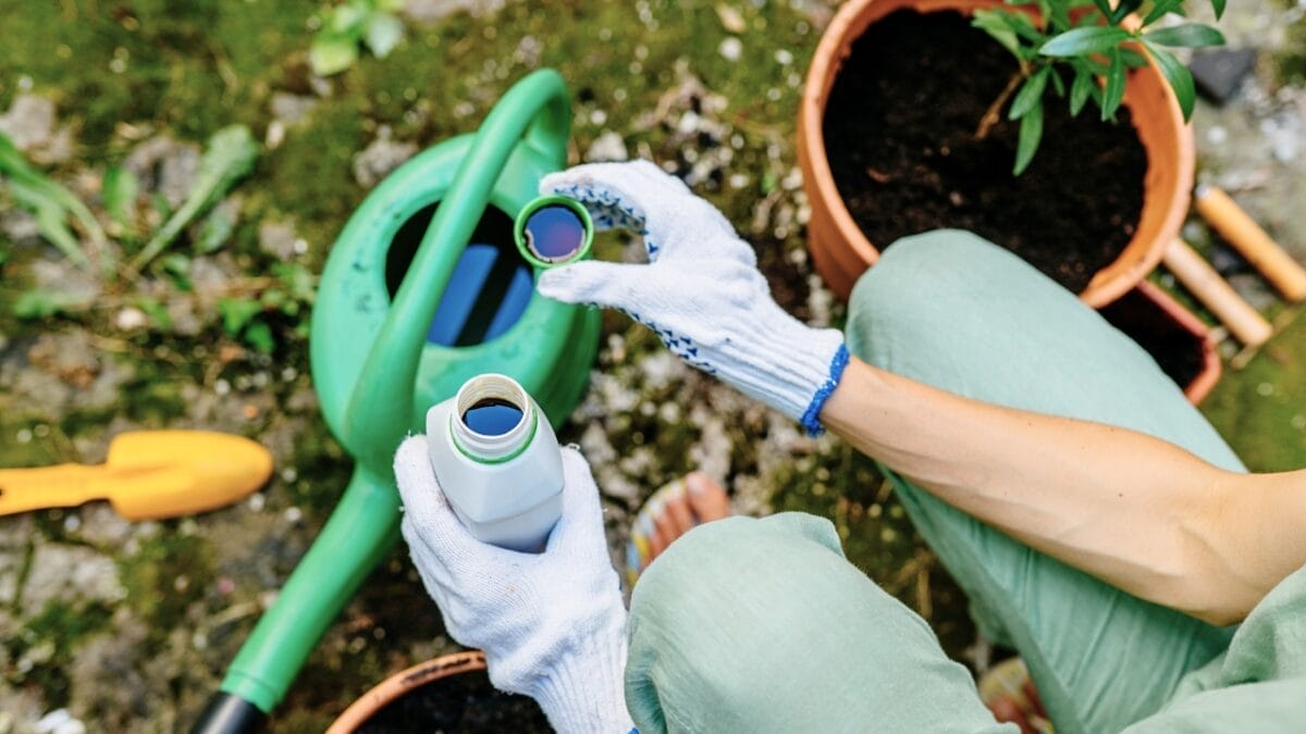 10 Ways You’re Unknowingly Helping Creeping Charlie Invade Your Lawn 9 10 Ways You’re Unknowingly Helping Creeping Charlie Invade Your Lawn - chemical fertilizer ss1819359113