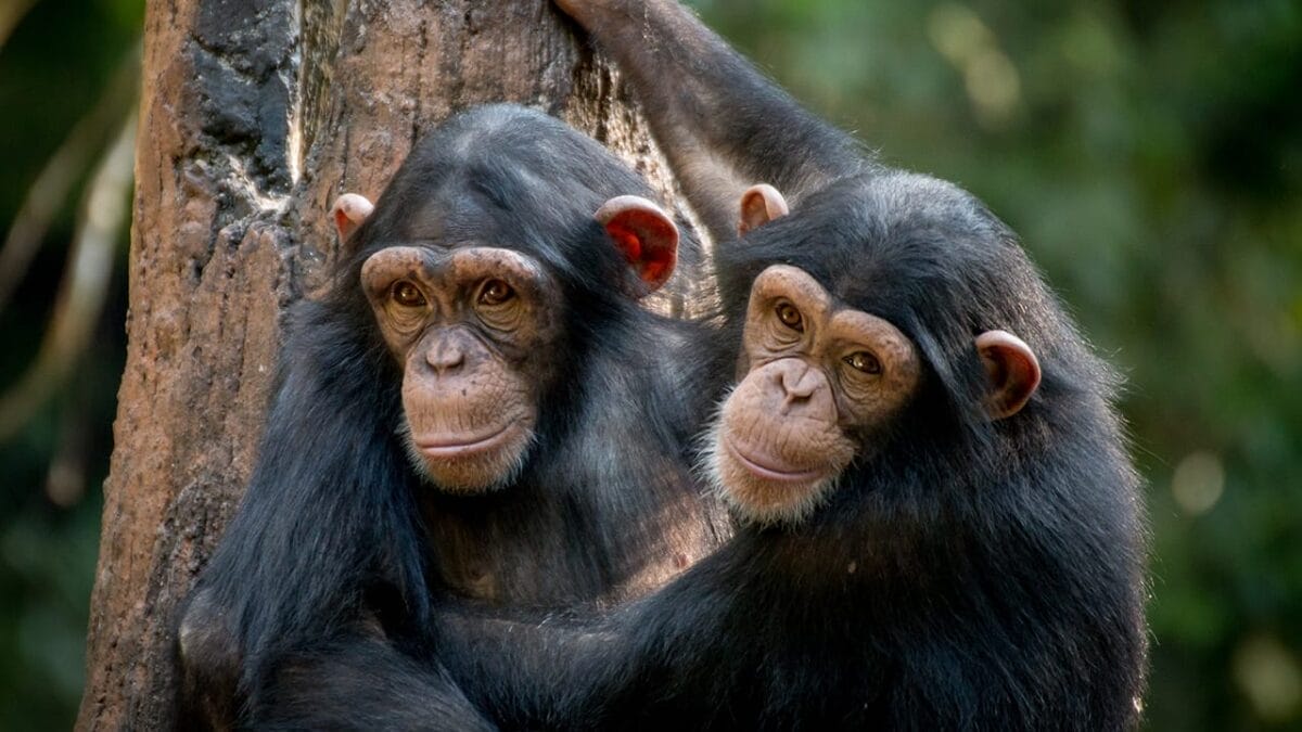 9 Animals Too Dangerous to Be Pets—But People Have Tried Anyway 3 9 Animals Too Dangerous to Be Pets—But People Have Tried Anyway - chimpanzee ss1836486598