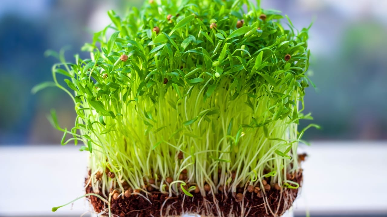Why Cilantro Tastes Like Soap to Some People - cilantro microgreens ss1788455114