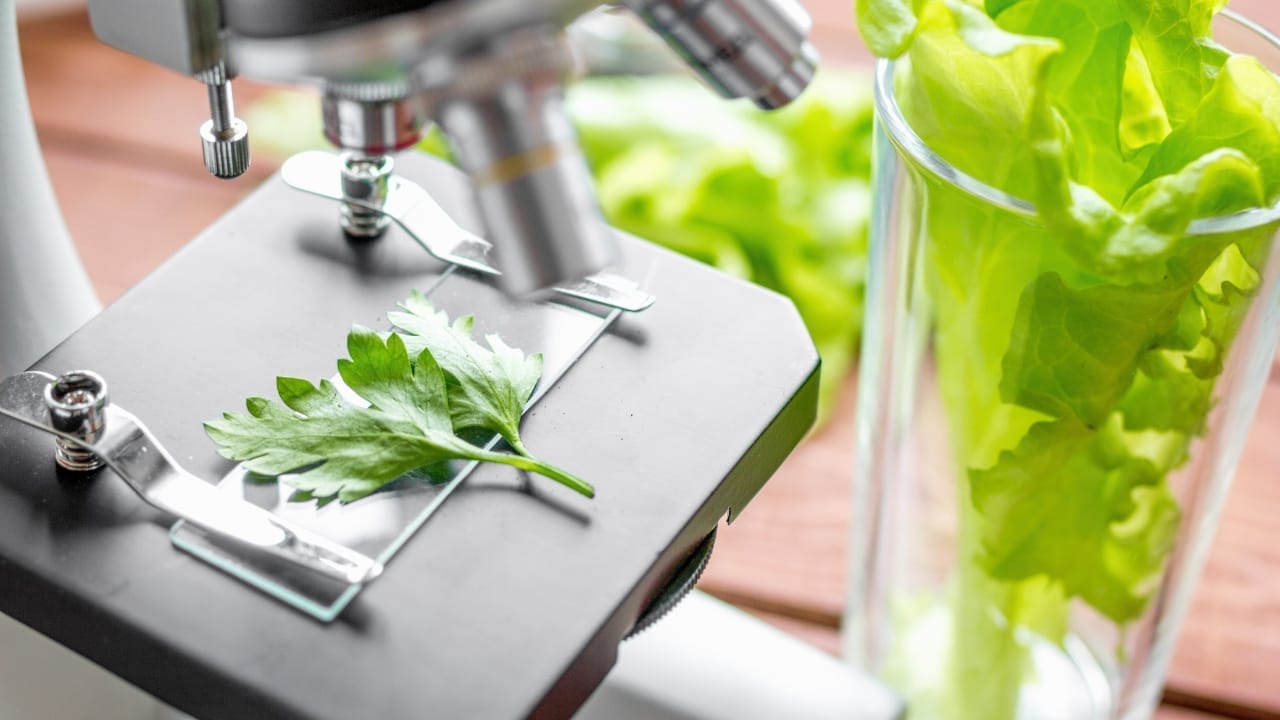Why Cilantro Tastes Like Soap to Some People - cilantro ss563759149