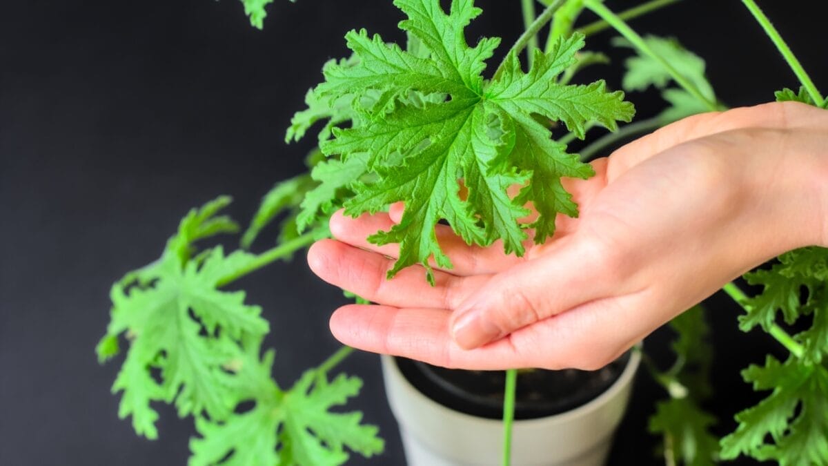 Say Goodbye to Fleas with These 15 Powerful Natural Repellents 9 Say Goodbye to Fleas with These 15 Powerful Natural Repellents - citronella ss2120670353