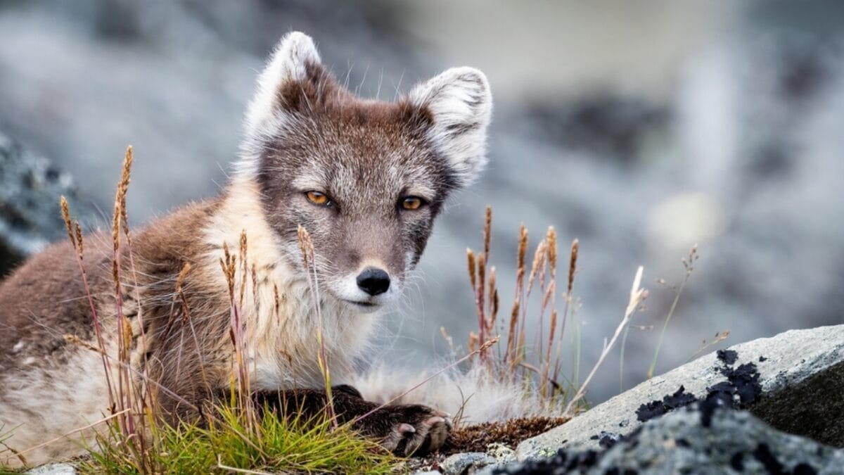 20 Top Locations to Spot Foxes Across the USA 26 20 Top Locations to Spot Foxes Across the USA - climate change ss2104400936