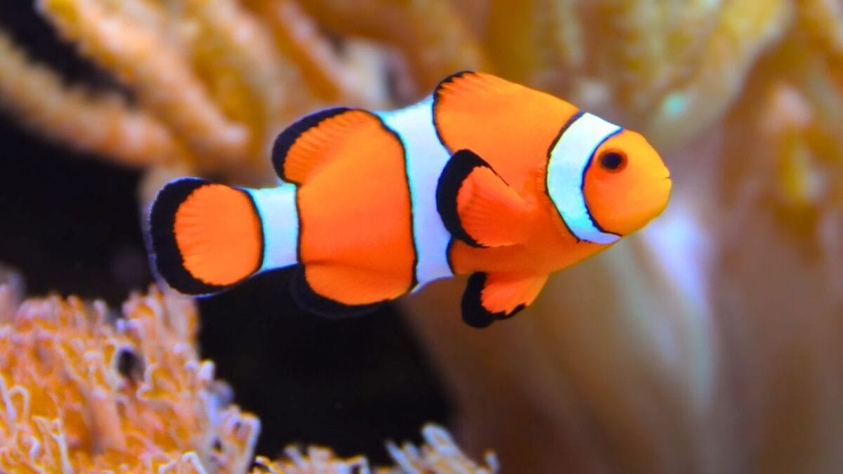 15 of the World's Prettiest Fish Species - clownfish ss2291545047
