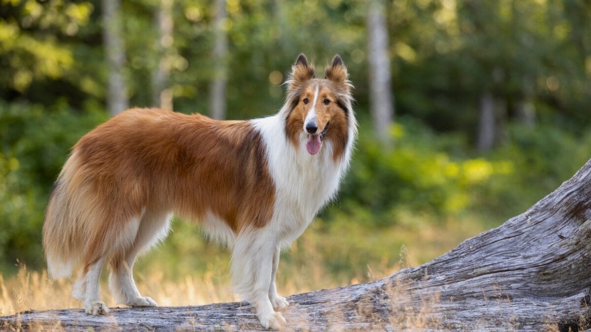 30 Dog Breeds That Will Never Leave Your Side 5 30 Dog Breeds That Will Never Leave Your Side - collie ss2360670153