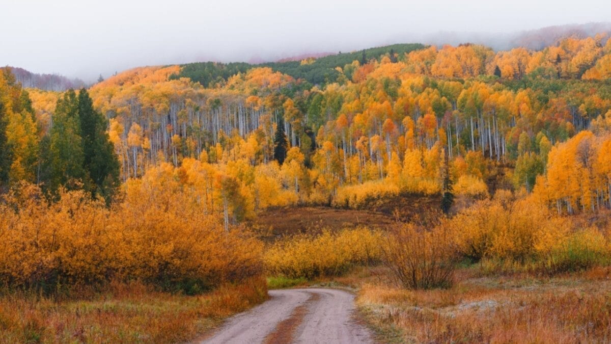 14 States Where Mountain Lions Prowl 3 14 States Where Mountain Lions Prowl - colorado ss2404814569