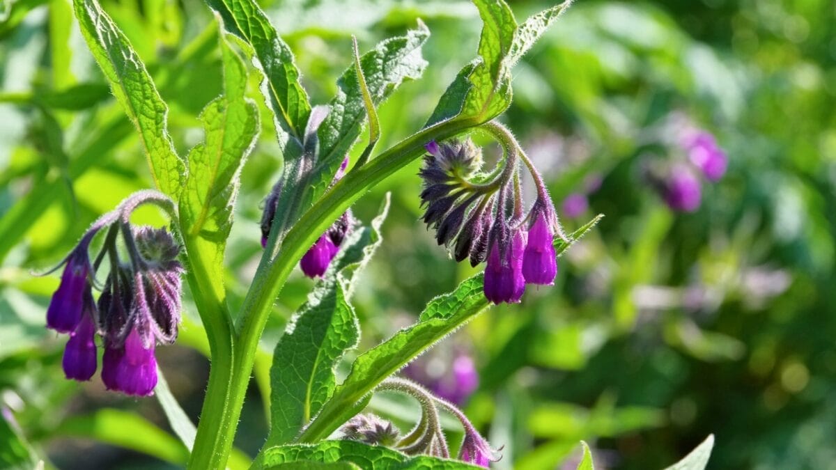 Nature’s Toolkit: 15 Herbs with Potential Lifesaving Benefits 16 Nature’s Toolkit: 15 Herbs with Potential Lifesaving Benefits - comfrey dp28093093