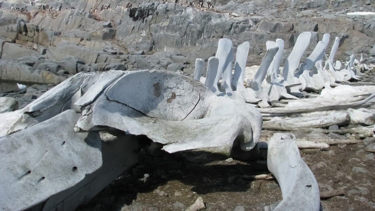 19 Unusual But Fascinating Dinosaur Facts You Probably Never Learned in School 4 19 Unusual But Fascinating Dinosaur Facts You Probably Never Learned in School - continent ss198630755