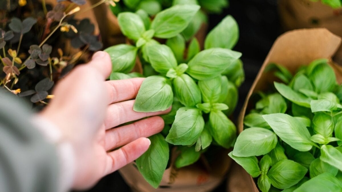 10 Tips for Beginners: Container Gardening - customer hand choosing herb ss2248099243