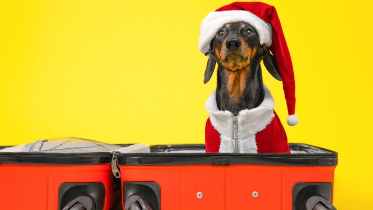 35 Fun Ways to Keep Your Dog Entertained Indoors - daschund ss2200729935