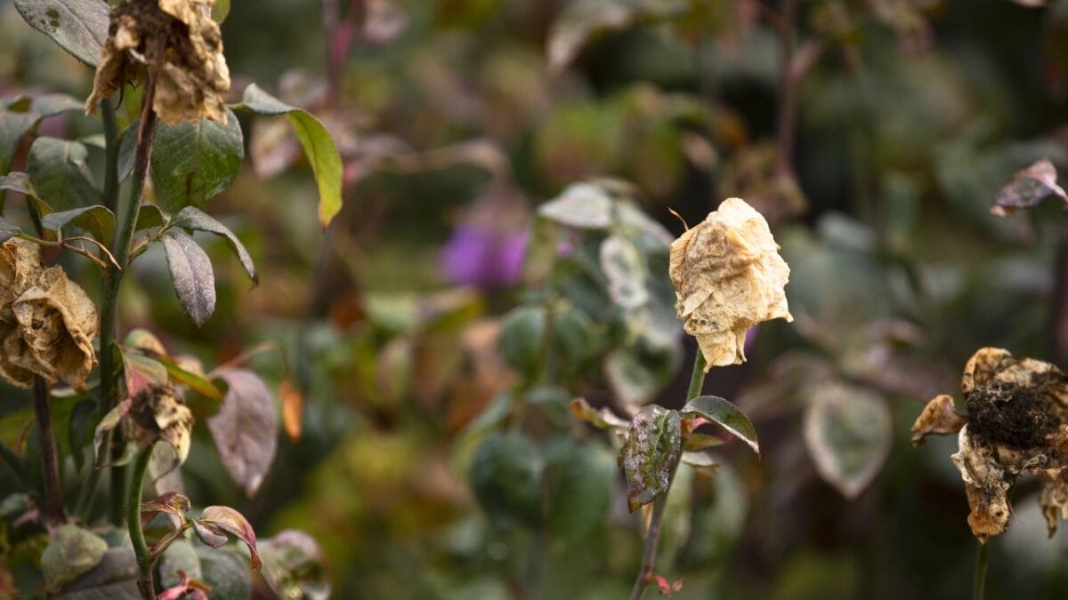 17 Items That Don’t Belong in Your Compost Bin 5 17 Items That Don’t Belong in Your Compost Bin - deadflowers ss2094963493
