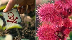 23 Deadly Plants to NEVER Touch: Linked to Over 21,400 Poisoning Cases 1 23 Deadly Plants to NEVER Touch: Linked to Over 21,400 Poisoning Cases - deadly plants