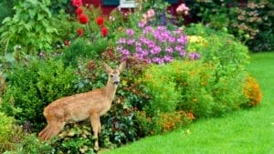 Deer-Proof Your Garden with These 11 Trusted Techniques 1 deer garden