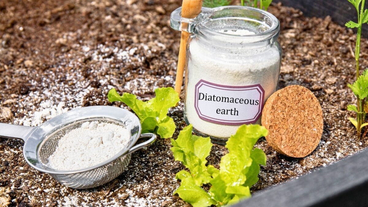 10 Effective Ways to Get Rid of Stink Bugs 9 10 Effective Ways to Get Rid of Stink Bugs - diatomaceous earth dp687169414