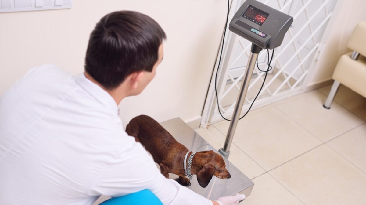 10 Reasons to Think Twice Before Getting a Miniature Dachshund 9 10 Reasons to Think Twice Before Getting a Miniature Dachshund - dietary ss755567065